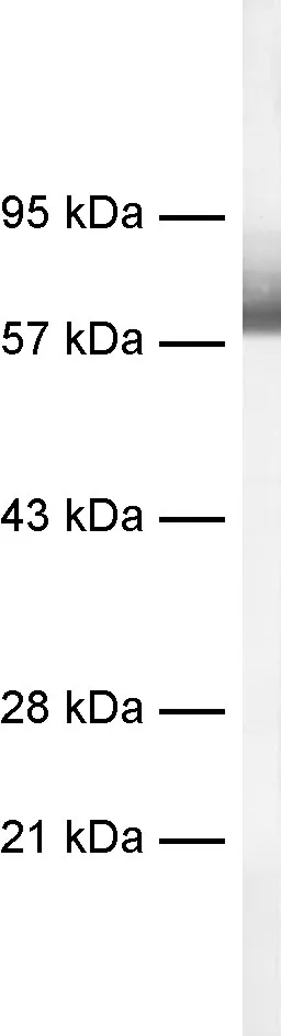Synaptotagmin1 Recombinant rabbit - image 1
